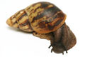 Archachatina marginata ssp. Cameroon 6 adult